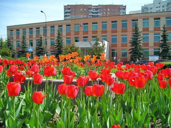 Тюльпаны перед управой Солнцево. Май 2006